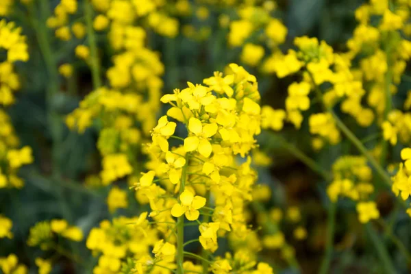 Campo di colza. Sfondo di fiori di stupro. Colza in fiore sul campo . — Foto Stock