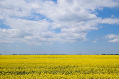 Kolza tohumu alan. Sarı tecavüz çiçekler, alan manzara. Mavi gökyüzü ve sahada tecavüz.