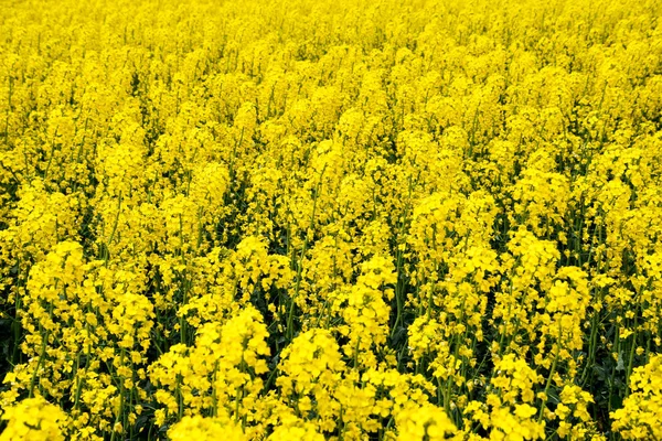 Rapsfeld. Hintergrund der Rapsblüten. Blühender Raps auf dem Feld. — Stockfoto