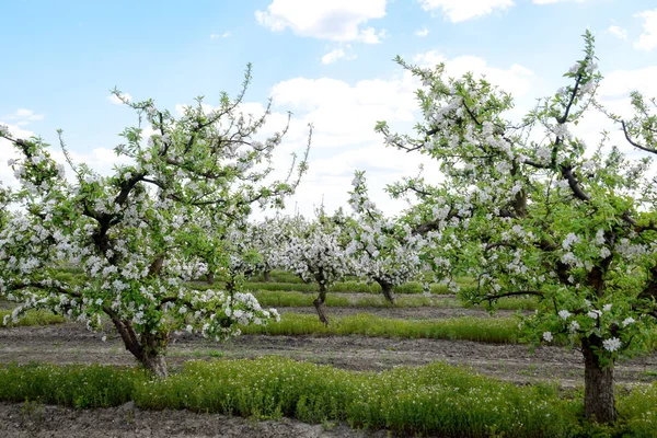 Çiçek açan elma bahçesi. Elma bahçesi yetişkin ağaçlar çiçek. Meyve bahçesi — Stok fotoğraf