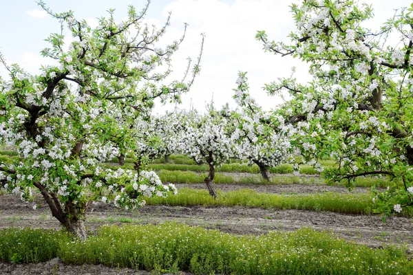 Blühender Apfelgarten. Im Apfelgarten blühen ausgewachsene Bäume. Obstgarten — Stockfoto