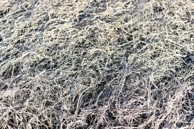 Arka plan doku çim, çim kül yanmış.