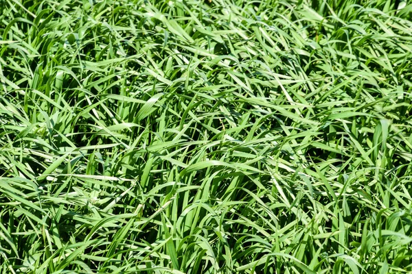 Trigo joven verde en el campo, textura de fondo de la hierba . —  Fotos de Stock