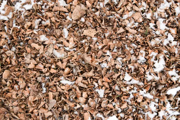 Hojas secas caídas en el suelo. Ligeramente cubierto con hojas de nieve. Fondo de hojas, textura —  Fotos de Stock