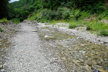 Sığ dağ nehir kıyısında ağaçları ile. Manzara nehir