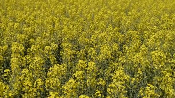 Rapsfröfält. Bakgrund av våldtäktsblommor. Blommande raps på fältet. — Stockvideo