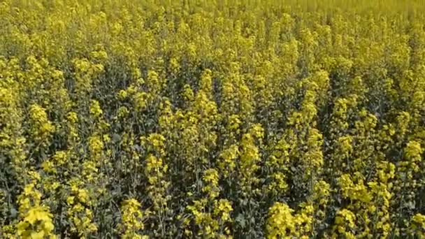 Rapsfeld. Hintergrund der Rapsblüten. Blühender Raps auf dem Feld. — Stockvideo