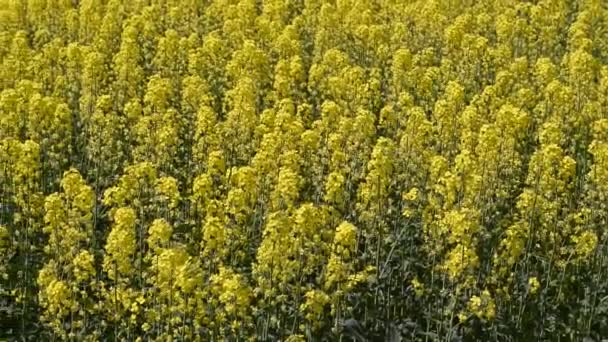 Rapsfröfält. Bakgrund av våldtäktsblommor. Blommande raps på fältet. — Stockvideo