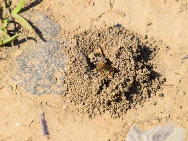 Andrena Arı yuvasına girişinde