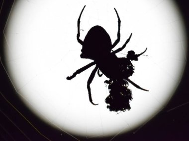 Arka plan ay Araneus örümcek