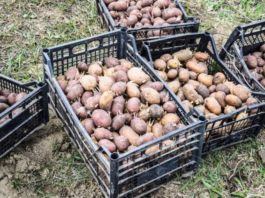 Kutuları patates ile