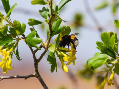 Bumblebee altın frenk üzümü çiçek üzerinde