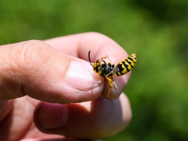 Parmaklarında ortak WASP