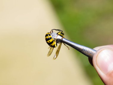 Cımbızda yaygın wasp