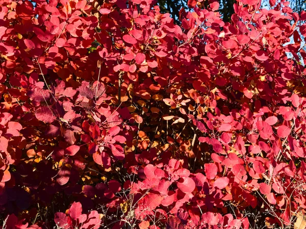 Herfstbladeren kleur van cotinus coggygria. — Stockfoto