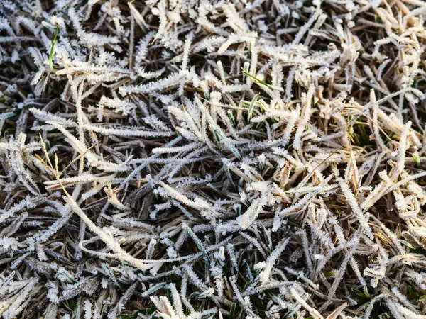 背景的磨砂草。霜在草 — 图库照片