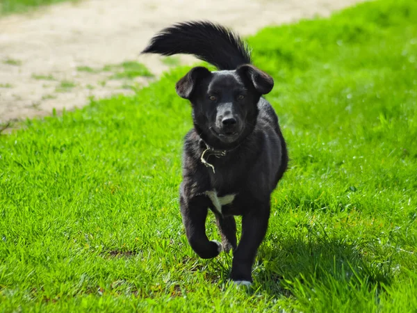 Yeşil çimenlerin üzerinde siyah köpek — Stok fotoğraf