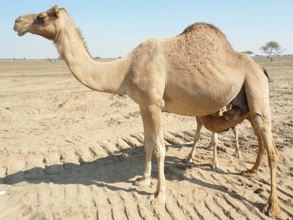 Kameler i öknen — Stockfoto