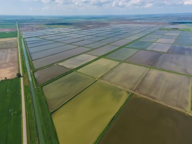 Sular altında pirinç paddies. F pirinç büyüyen agronomik yöntemleri