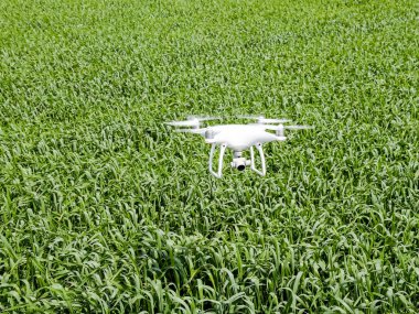 Beyaz quadrocopters buğday bir alan üzerinde uçan