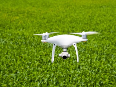 Beyaz quadrocopters buğday bir alan üzerinde uçan