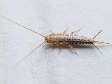 Kağıt üzerinde - gümüş balık besleme böcek