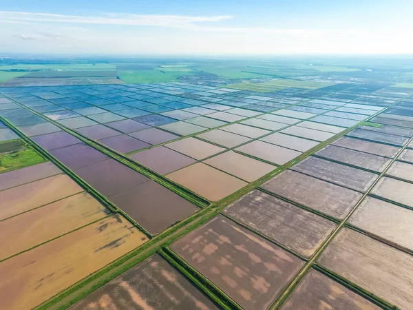 Almofadas de arroz inundadas. Métodos agronômicos de cultivo de arroz no f — Fotografia de Stock