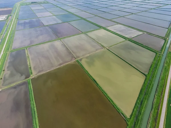 Elárasztott rizs rizsföldeken. Agrotechnikai módszerek egyre rizs az f — Stock Fotó