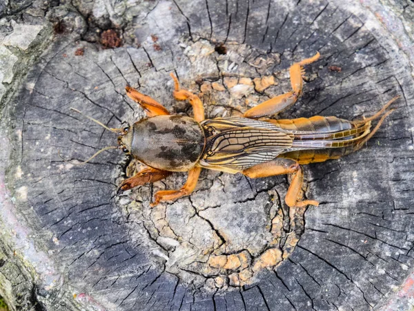 蝼蛄蝼蛄在旧树桩的切口上。害虫 — 图库照片