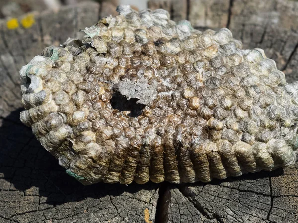 Stock image Hornet's nest, bottom view