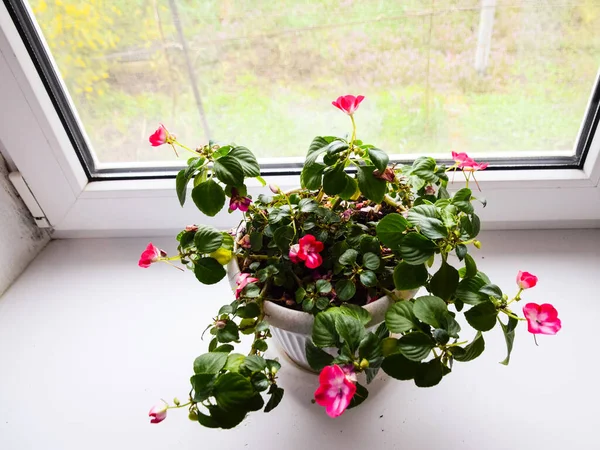 Indoor flower in a pot on the windowsill.