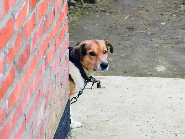 鎖の上のモングレル犬 — ストック写真