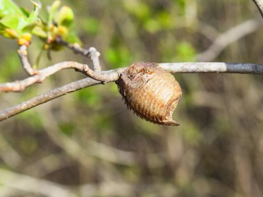 Ootheca hierodula transcaucasica dal