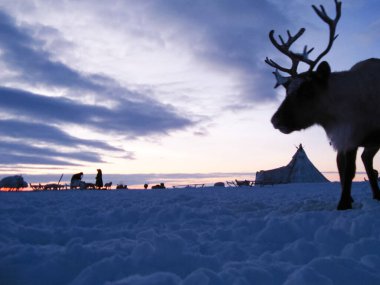 Ren geyiği bir tundra manzara karşı