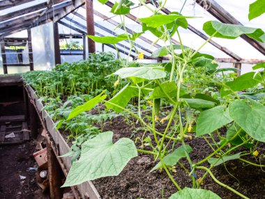 Fidan salatalık. Seralarda salatalık tarımı