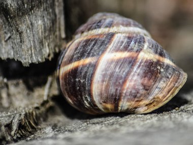 Büyük bir salyangoz lavabo