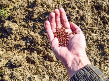 Mısır kontrolden Ekim