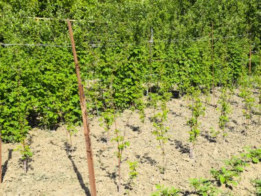 Yataklar ahududu. Çardaktaki ahududu sapları.