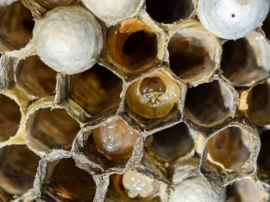 Larvalar peteğin eşekarısı yuvası içinde.