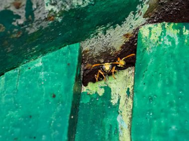 Erkek eşek arıları barınaktan dışarı bakıyor..