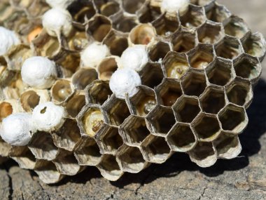 Bir ağaç kütüğü yalan eşekarısı yuvası.