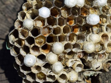 Bir ağaç kütüğü yalan eşekarısı yuvası.