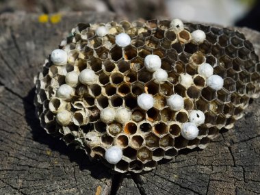 Bir ağaç kütüğü yalan eşekarısı yuvası.