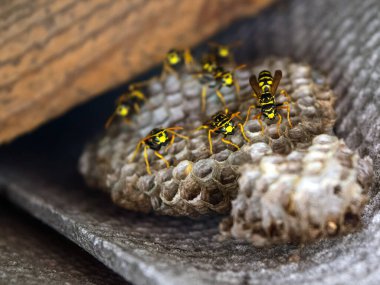 Eşekarısı yuvası üzerine oturan Yaban arıları ile.