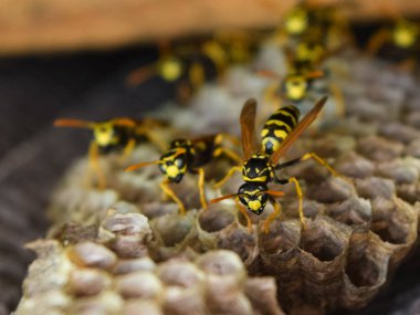 Eşekarısı yuvası üzerine oturan Yaban arıları ile.