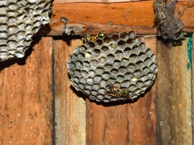 Eşekarısı yuvası üzerine oturan Yaban arıları ile.