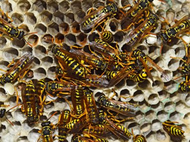 Eşekarısı yuvası üzerine oturan Yaban arıları ile.