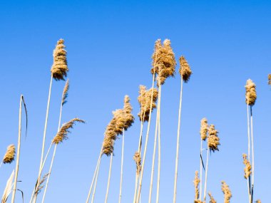 Kuru sazlık fırçalamak. Kuru sazlık çalılıkları