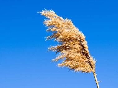 Kuru sazlık fırçalamak. Kuru sazlık çalılıkları