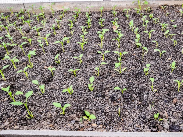 辣椒苗。辣椒在温室栽培。幼苗 — 图库照片